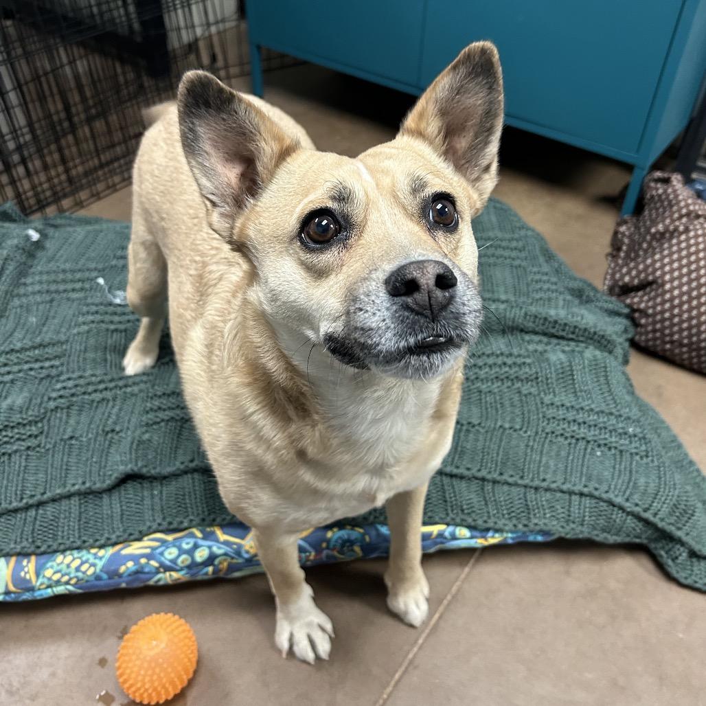 Enlarge Tiki - In Foster!, a Adoptable mixed breed in Flagstaff, AZ image 1/6