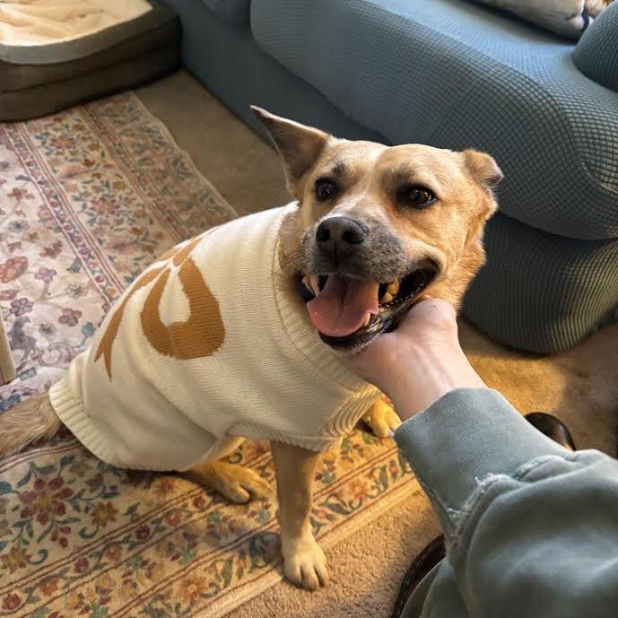 Enlarge Tiki - In Foster!, a Adoptable mixed breed in Flagstaff, AZ image 2/6