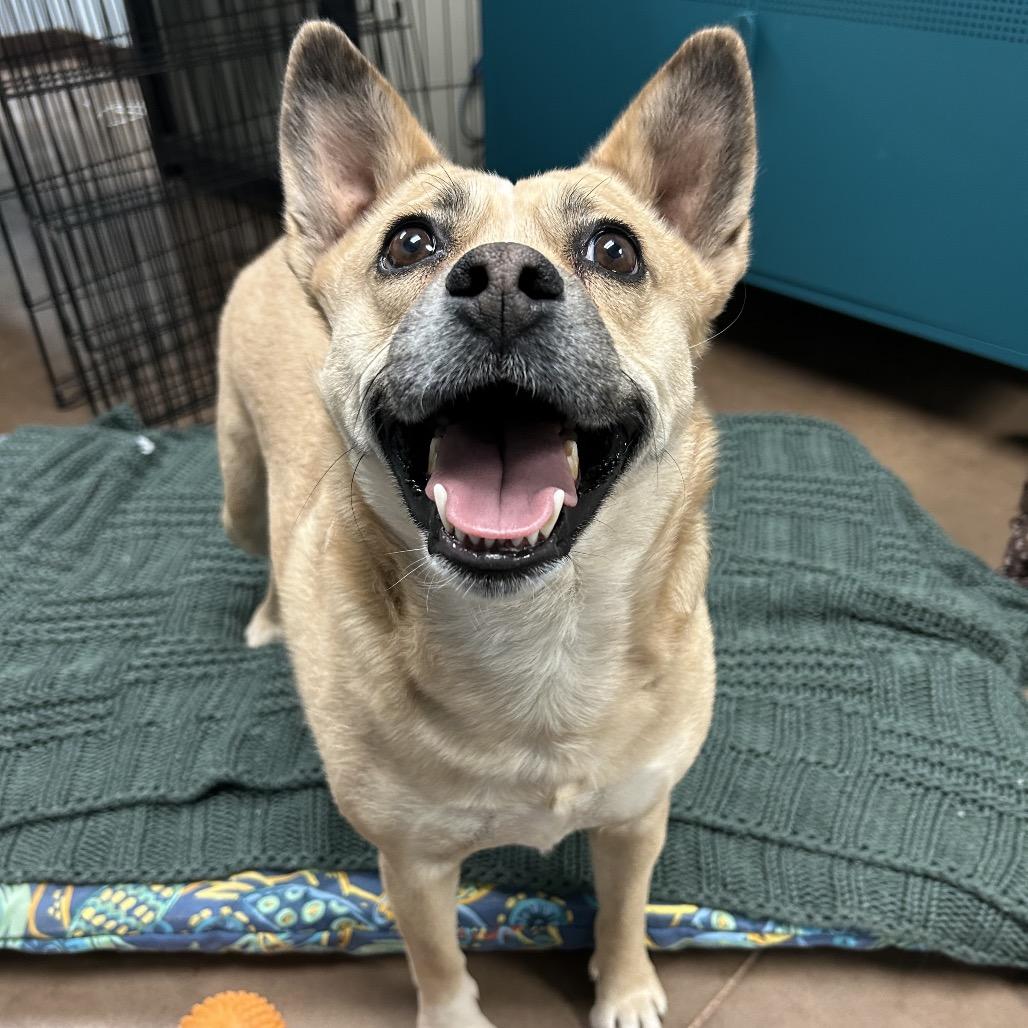 Enlarge Tiki - In Foster!, a Adoptable mixed breed in Flagstaff, AZ image 3/6