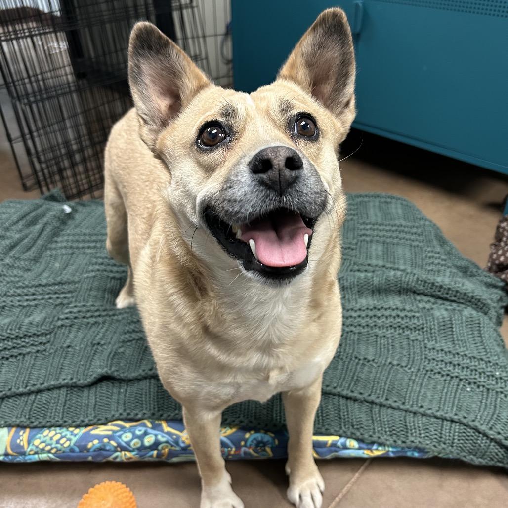 Enlarge Tiki - In Foster!, a Adoptable mixed breed in Flagstaff, AZ image 4/6