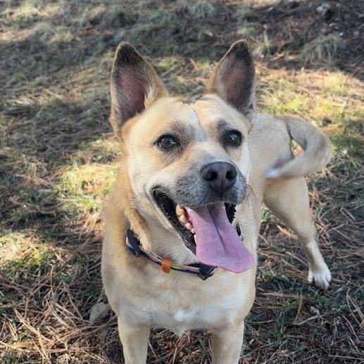 Enlarge Tiki - In Foster!, a Adoptable mixed breed in Flagstaff, AZ image 5/6
