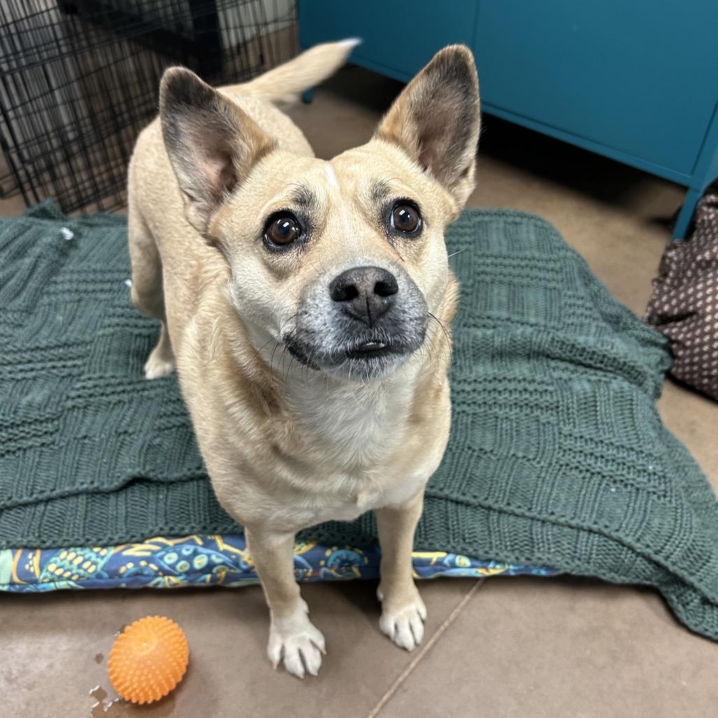 Enlarge Tiki - In Foster!, a Adoptable mixed breed in Flagstaff, AZ image 6/6