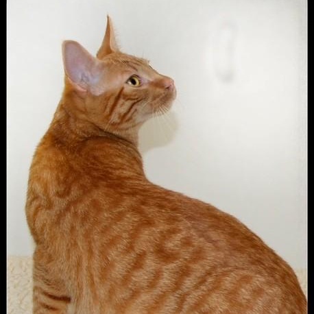 Enlarge Cheddar, a ADOPTABLE Tabby in San Andreas, CA image 1/1