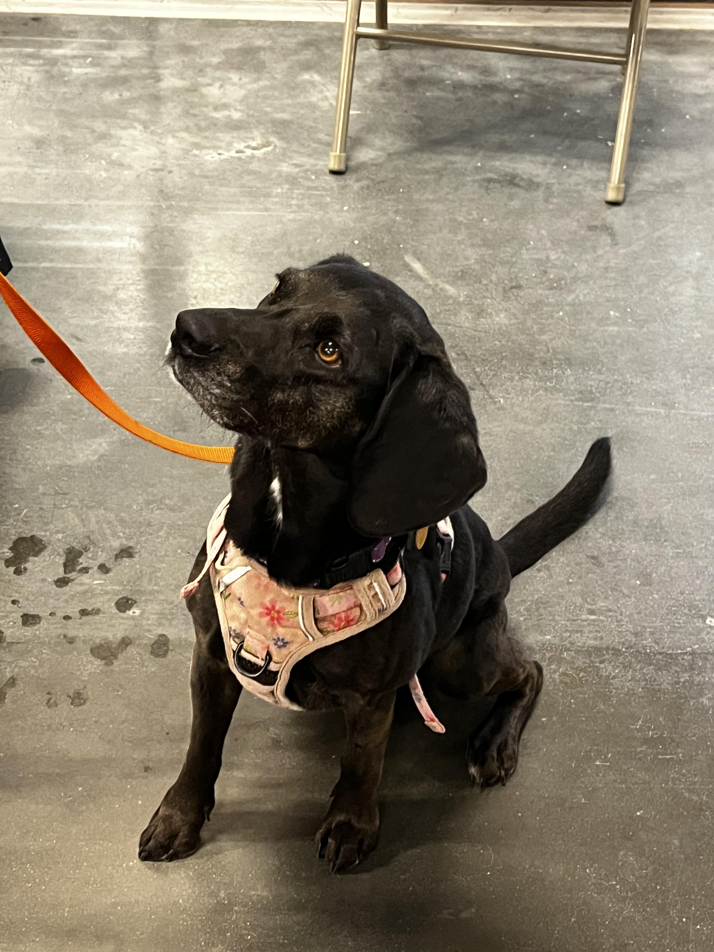 Enlarge April Haven, a Adoptable mixed breed in Waldorf, MD image 3/5
