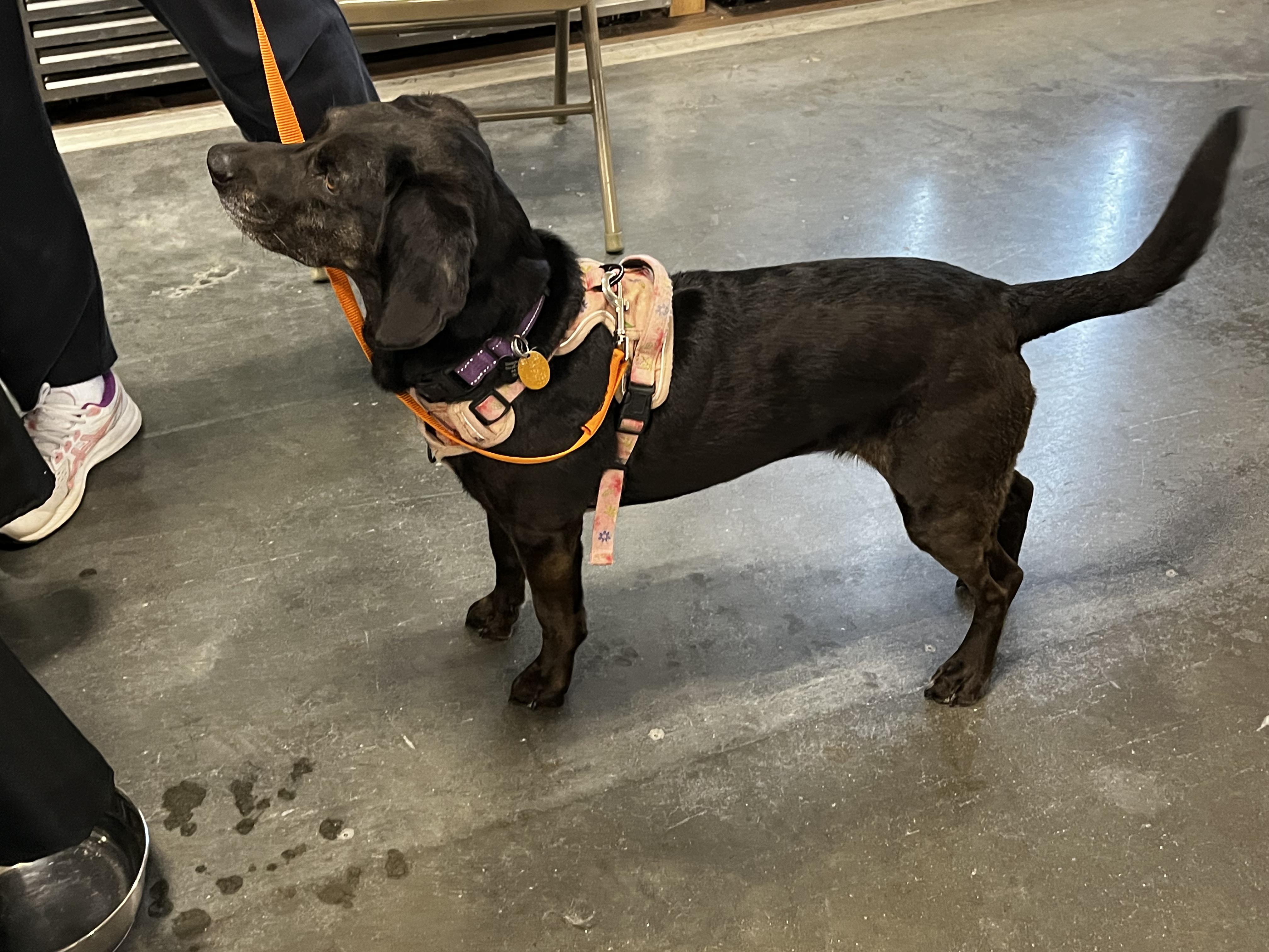 Enlarge April Haven, a Adoptable mixed breed in Waldorf, MD image 4/5