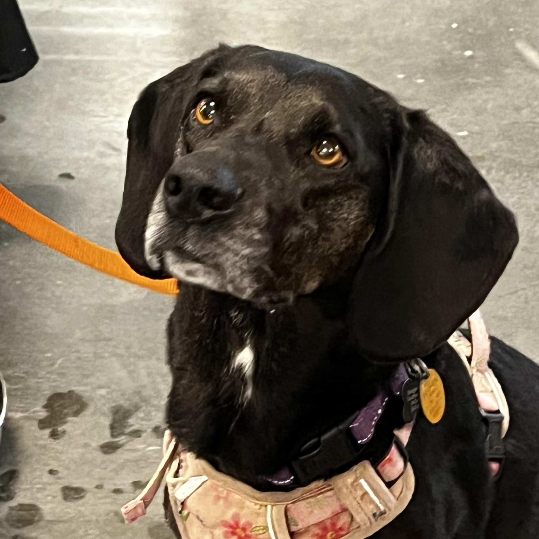 April Haven, Adoptable, Adult Female Beagle & Black Labrador Retriever.