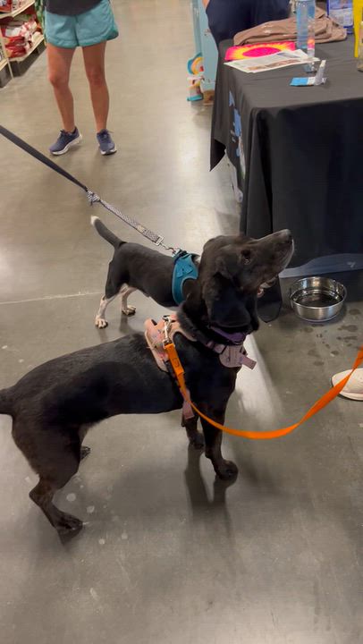Enlarge April Haven, a Adoptable mixed breed in Waldorf, MD video 2/5