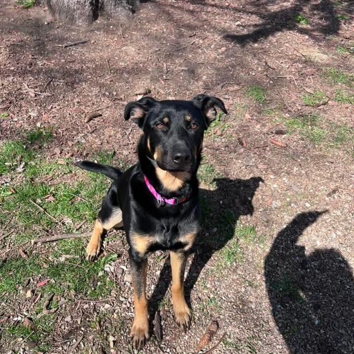 Ivy, a ADOPTABLE mixed breed in East Peoria, IL image 3/4