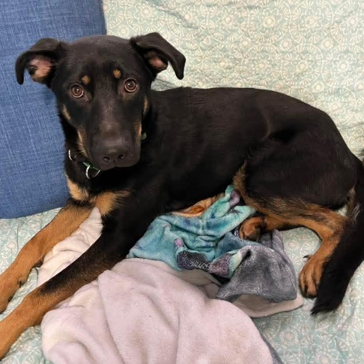 Ivy, a ADOPTABLE mixed breed in East Peoria, IL image 1/4