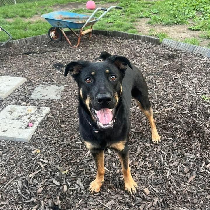 Enlarge Ivy, a ADOPTABLE mixed breed in East Peoria, IL image 5/5