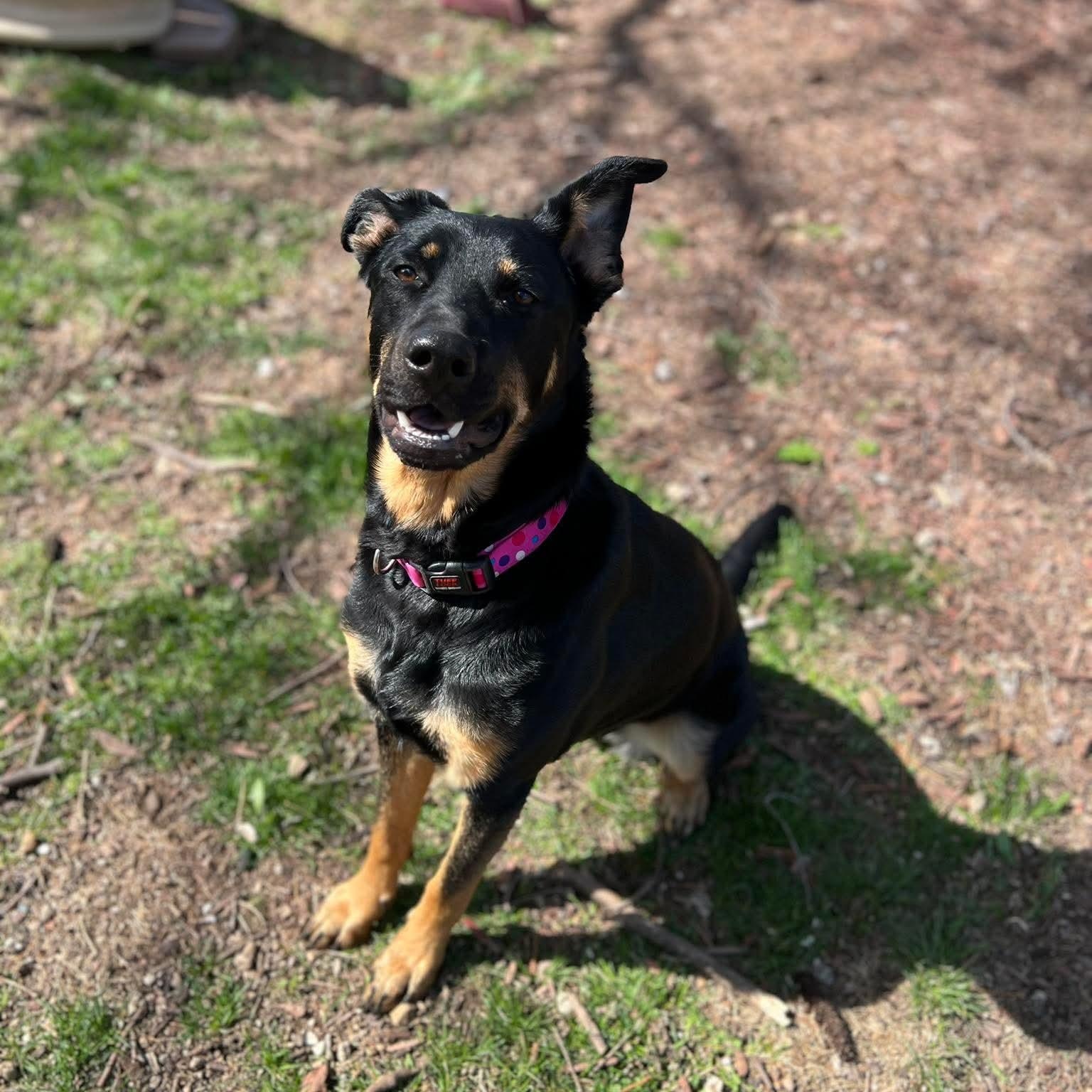 Ivy, a ADOPTABLE mixed breed in East Peoria, IL image 2/4