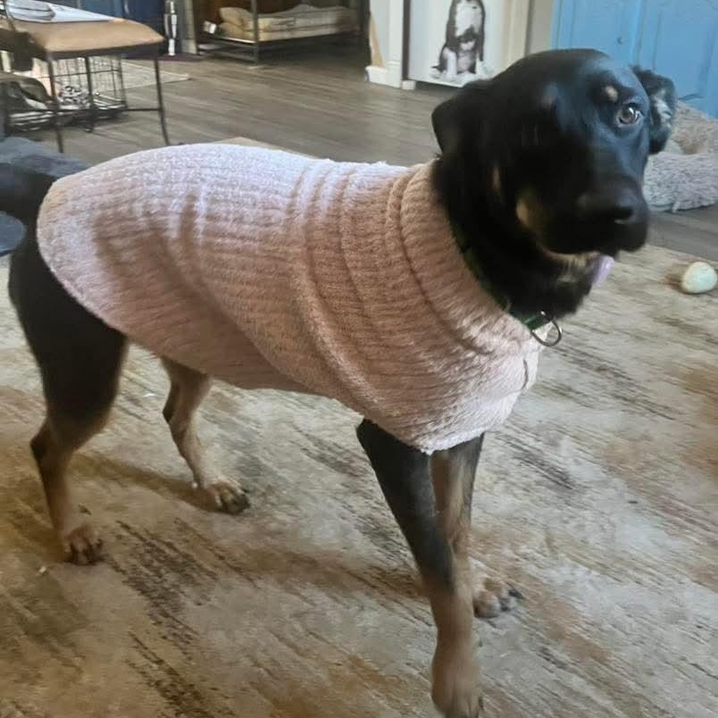 Ivy, a ADOPTABLE mixed breed in East Peoria, IL image 4/4