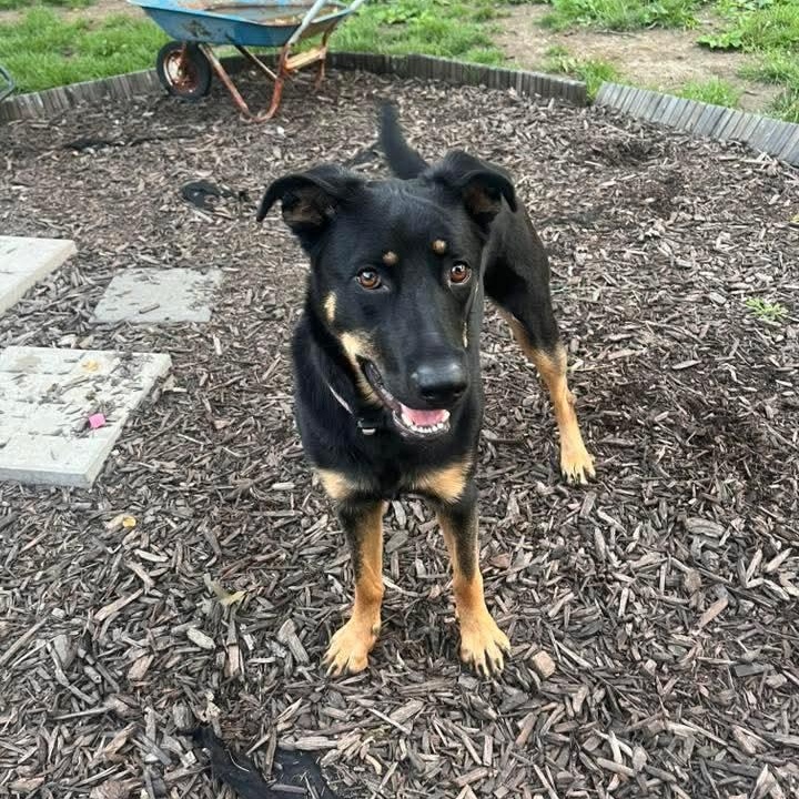 Enlarge Ivy, a ADOPTABLE mixed breed in East Peoria, IL image 1/5
