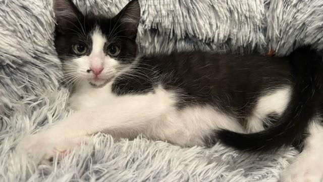 Enlarge Hammy, a Adopted Domestic Short Hair in Shawnee, KS image 1/3