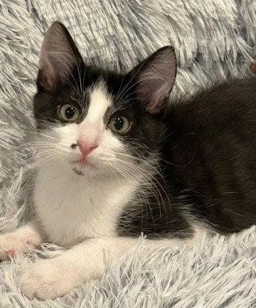 Enlarge Hammy, a Adopted Domestic Short Hair in Shawnee, KS image 2/3