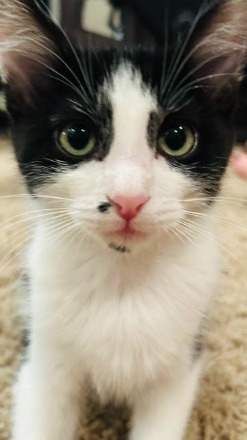 Enlarge Hammy, a Adopted Domestic Short Hair in Shawnee, KS image 3/3