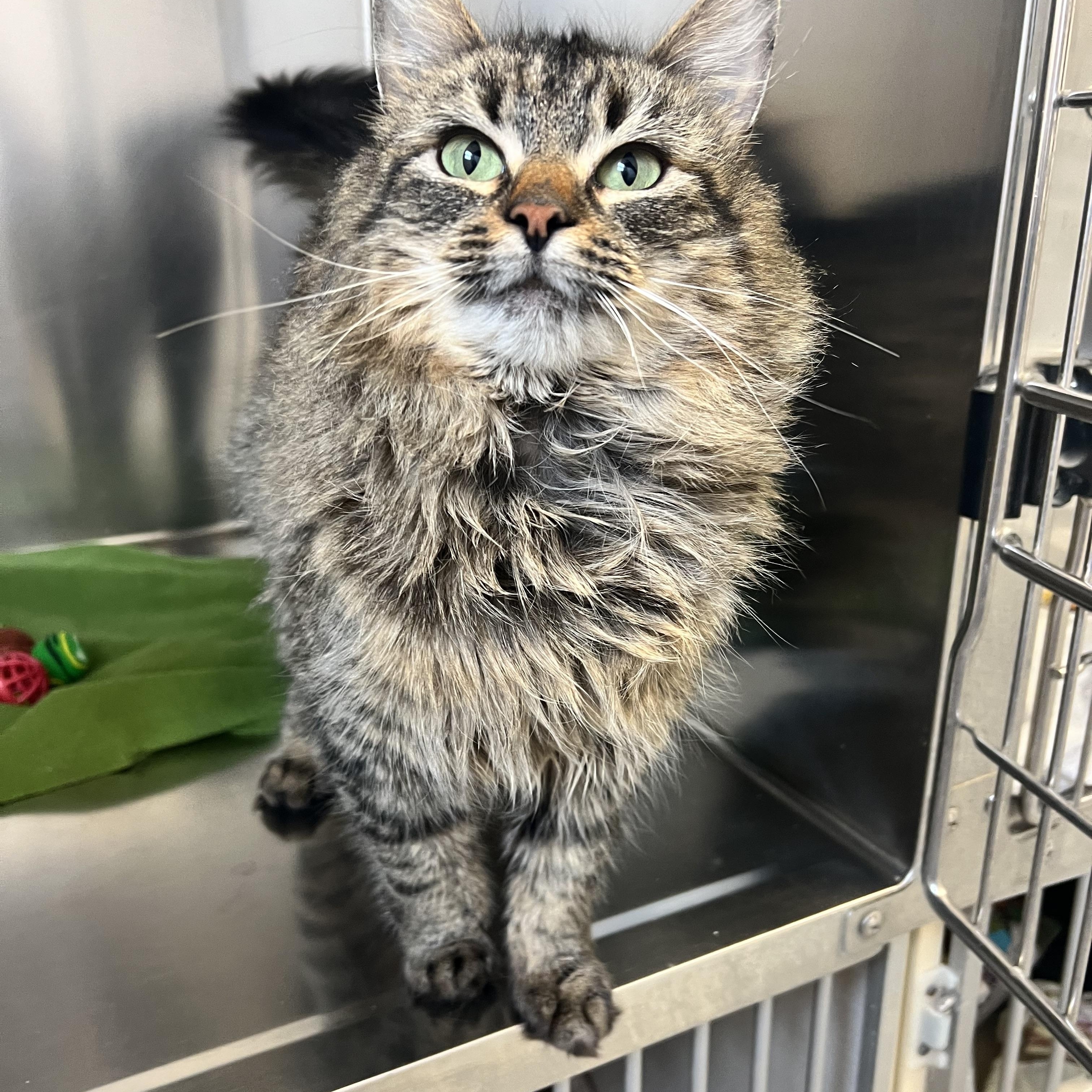 Laurie, an adopted Domestic Long Hair in St Stephen, NB image 1/3