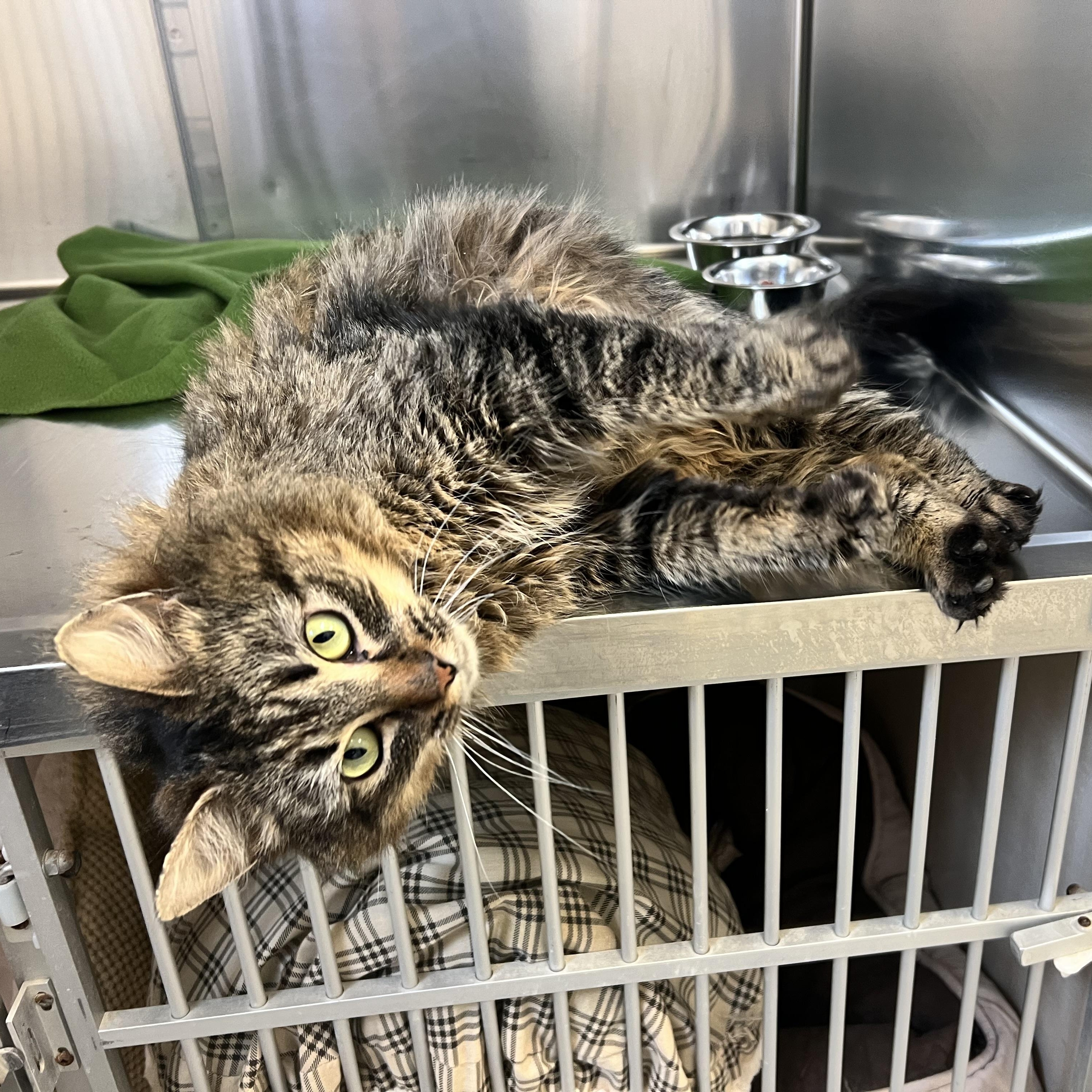 Laurie, an adopted Domestic Long Hair in St Stephen, NB image 3/3