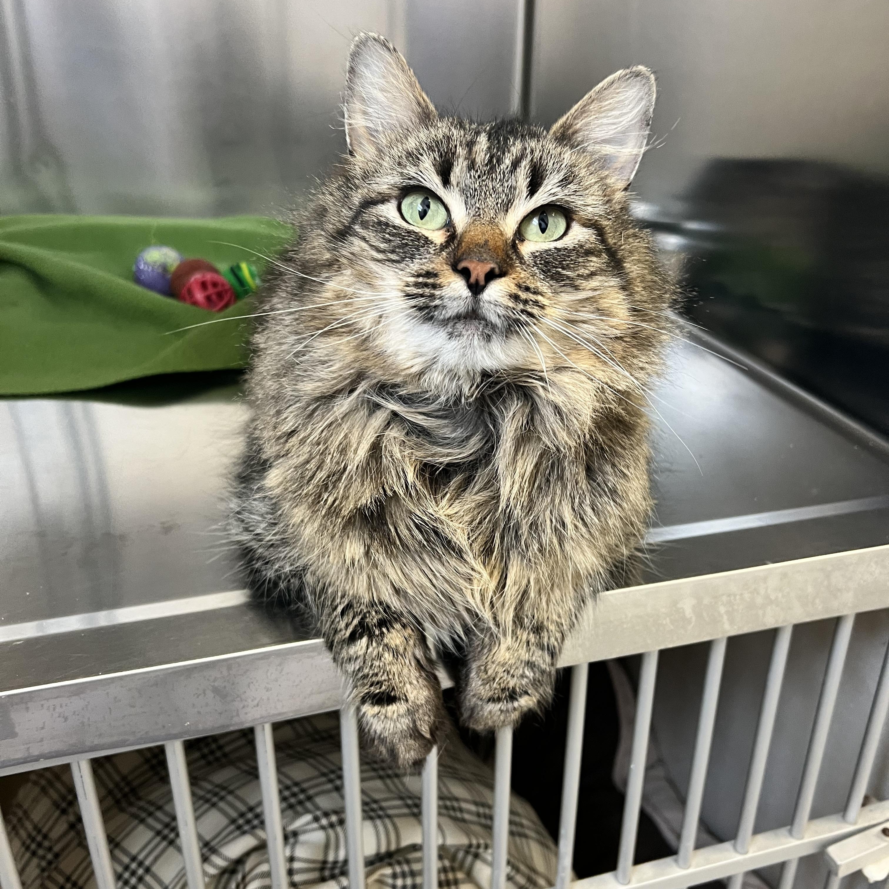 Laurie, an adopted Domestic Long Hair in St Stephen, NB image 2/3