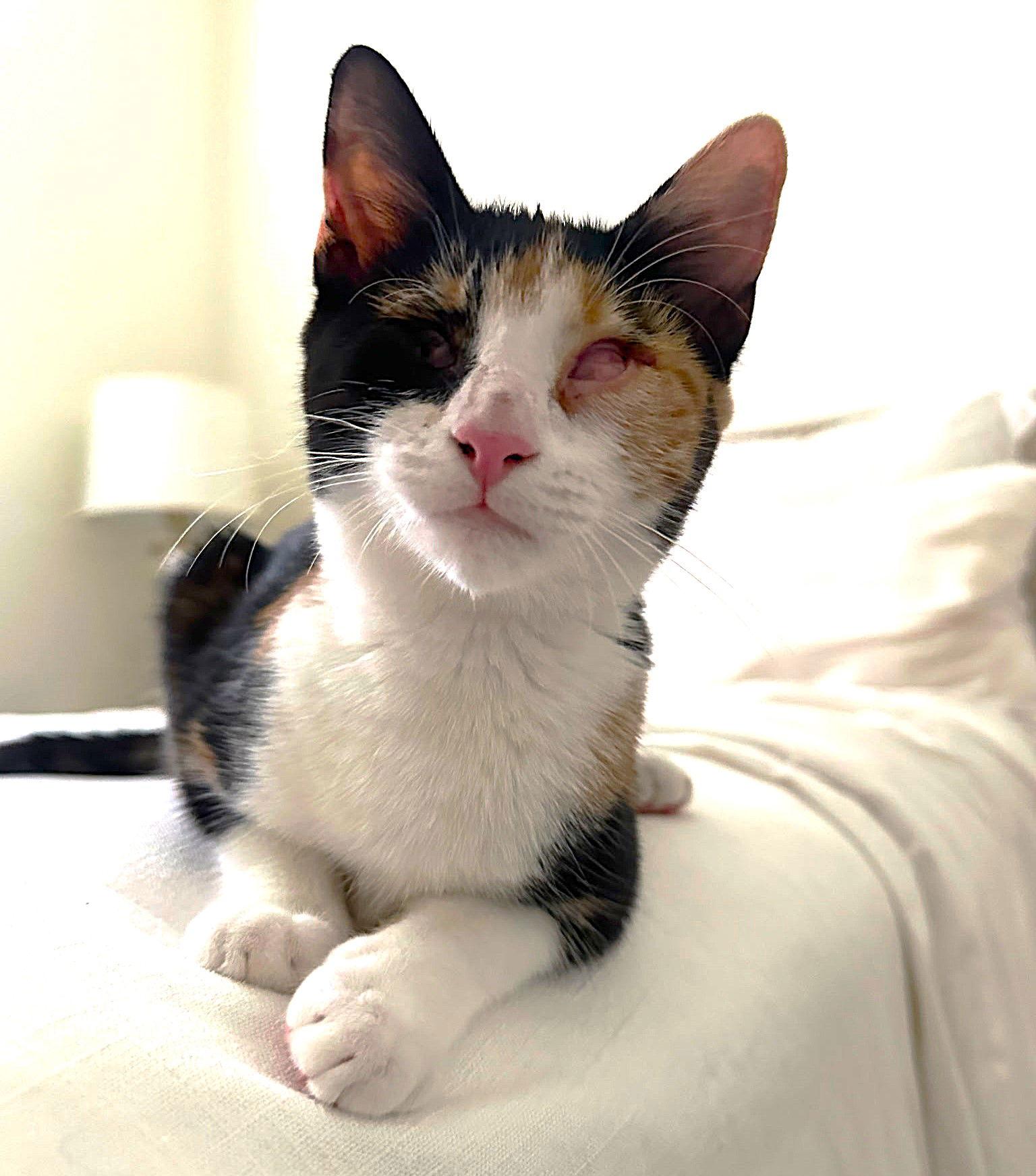 Cherokee, Adopted, Young Female Calico & Domestic Short Hair.