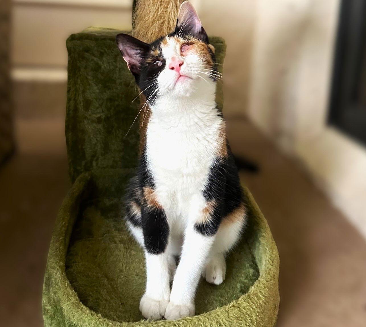 Enlarge Cherokee, a Adopted mixed breed in Fort Myers, FL image 2/3