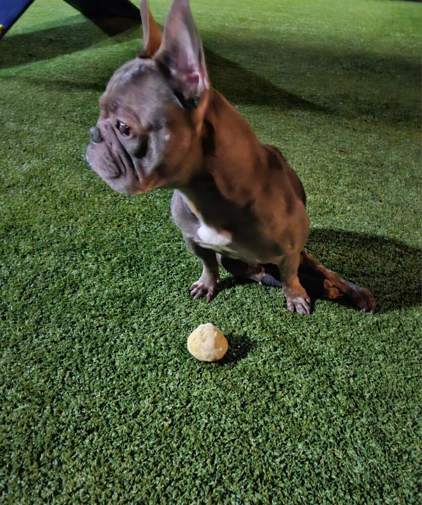Enlarge Charlot, a Adoptable French Bulldog in Winter Garden, FL image 1/4