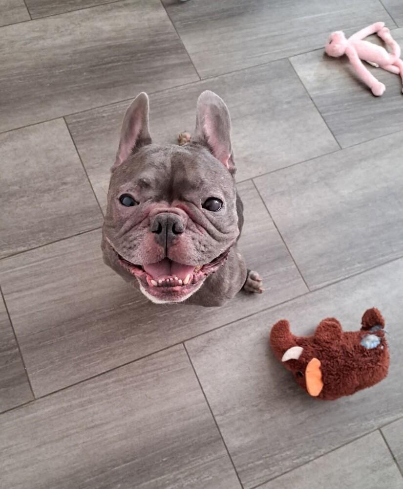 Enlarge Charlot, a Adoptable French Bulldog in Winter Garden, FL image 2/4