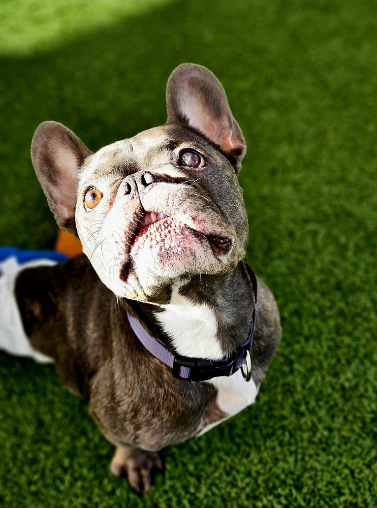 Enlarge Charlot, a Adoptable French Bulldog in Winter Garden, FL image 3/4