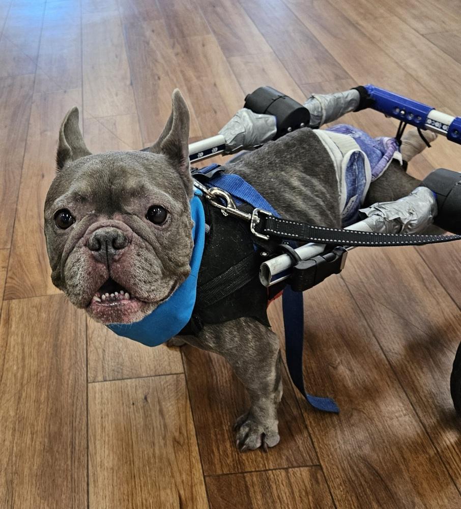 Charlot, a Adoptable French Bulldog in Winter Garden, FL image 4/6