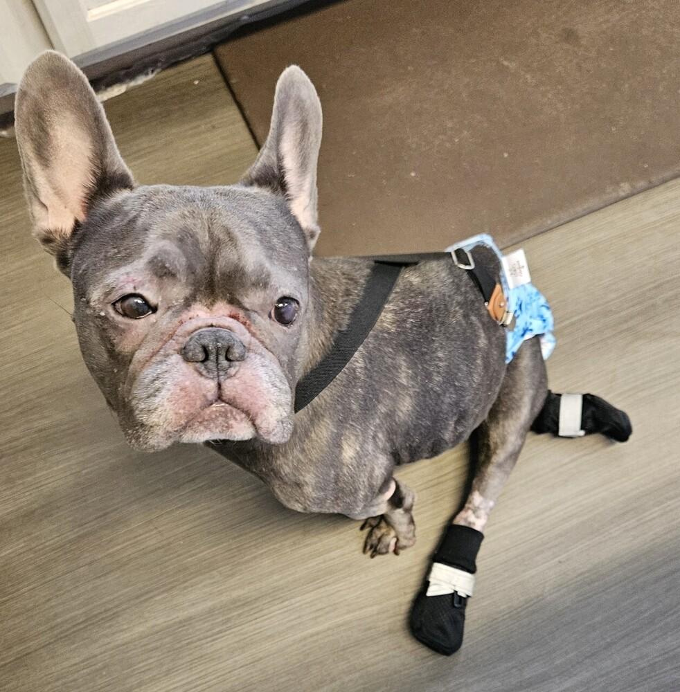 Enlarge Charlot, a Adoptable French Bulldog in Winter Garden, FL image 4/4