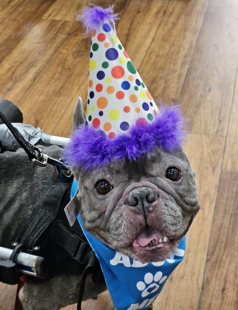 Charlot, a Adoptable French Bulldog in Winter Garden, FL image 6/6