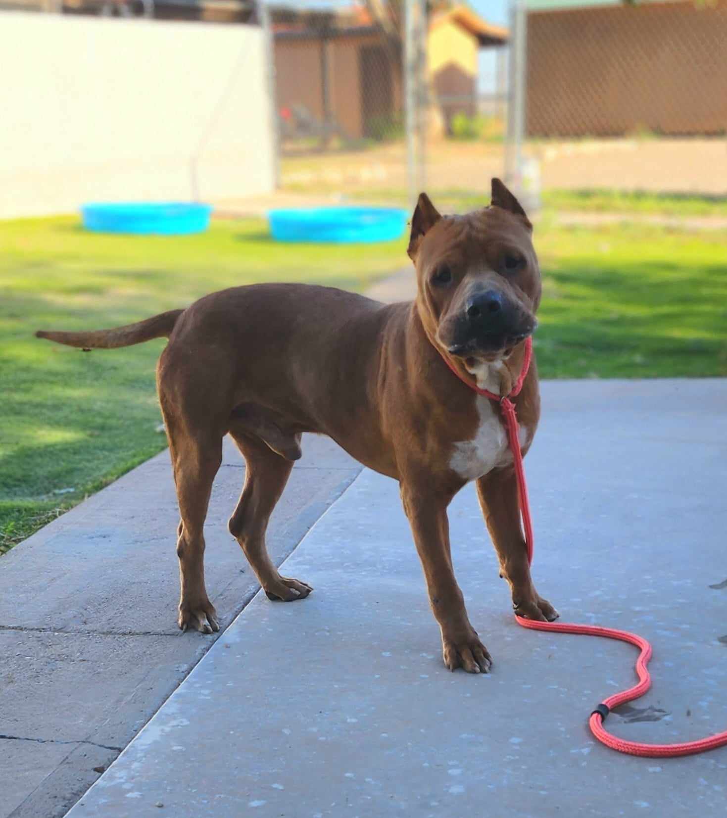Luca, a Adoptable mixed breed in Roswell, NM image 1/7