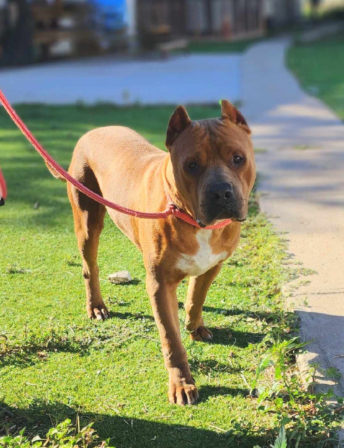 Luca, Adoptable, Adult Male Pit Bull Terrier & Cane Corso.