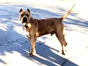 Luca, a Adoptable mixed breed in Roswell, NM image 3/7