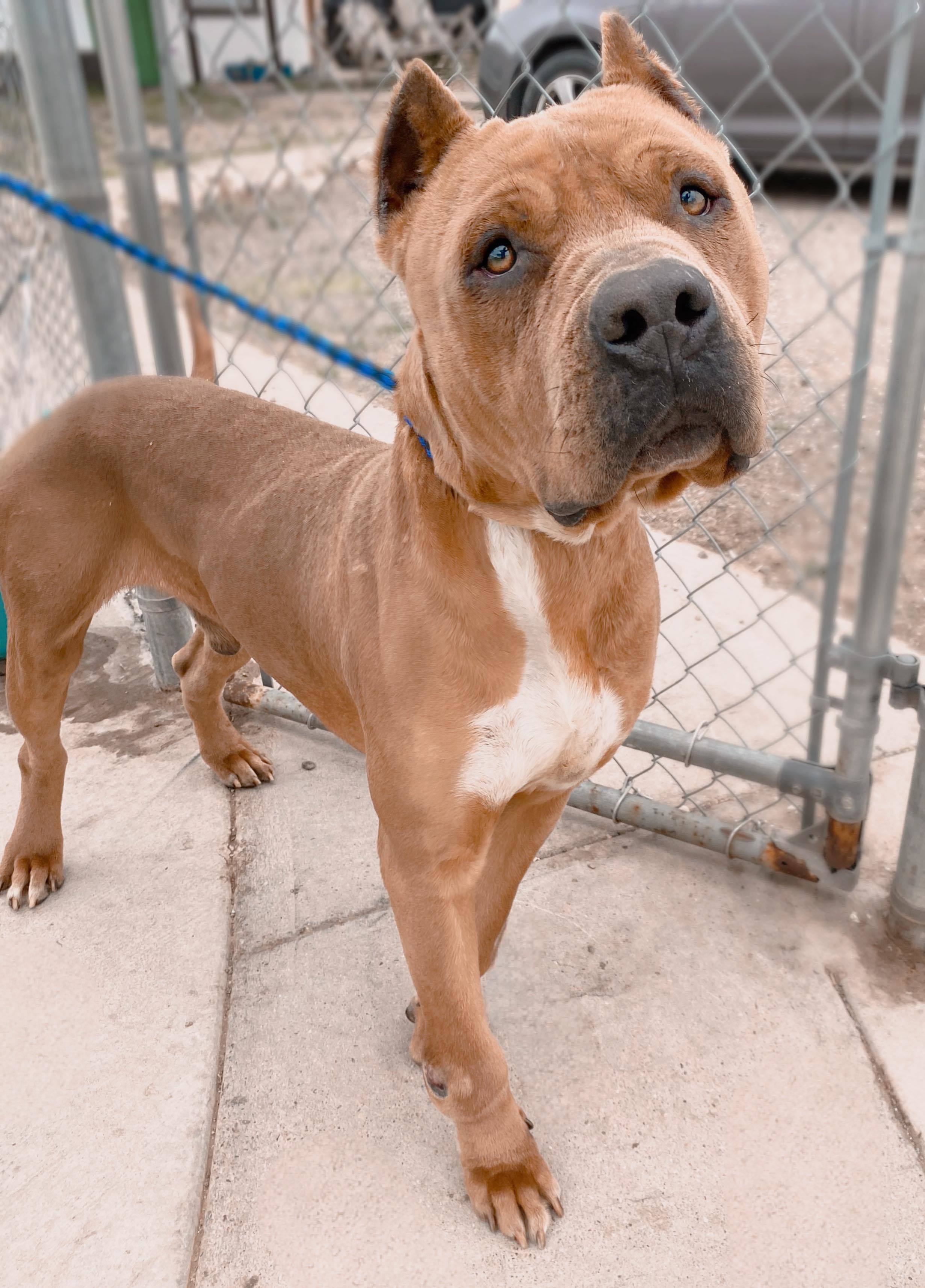 Luca, a Adoptable mixed breed in Roswell, NM image 4/7