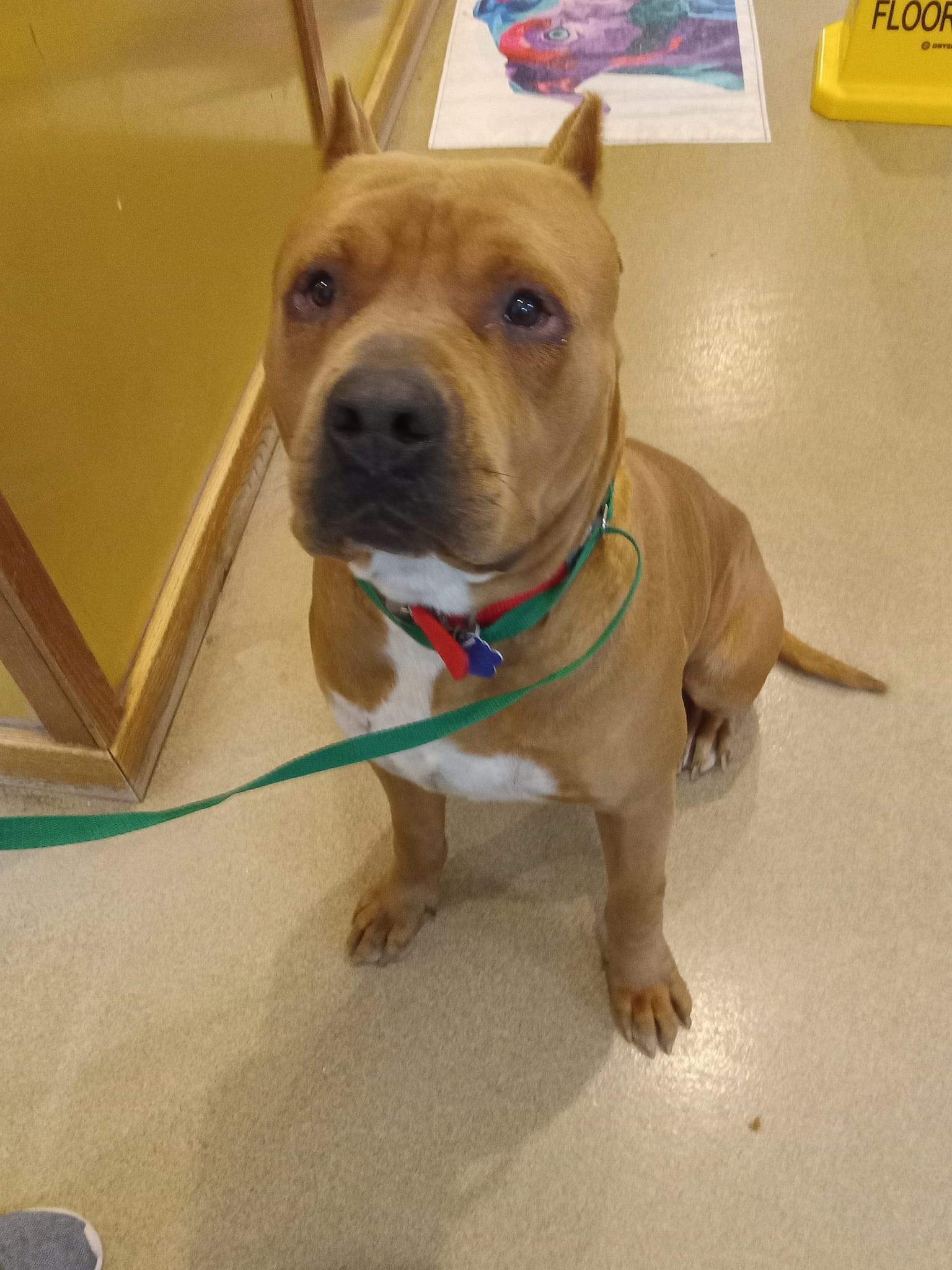 Luca, a Adoptable mixed breed in Roswell, NM image 5/7