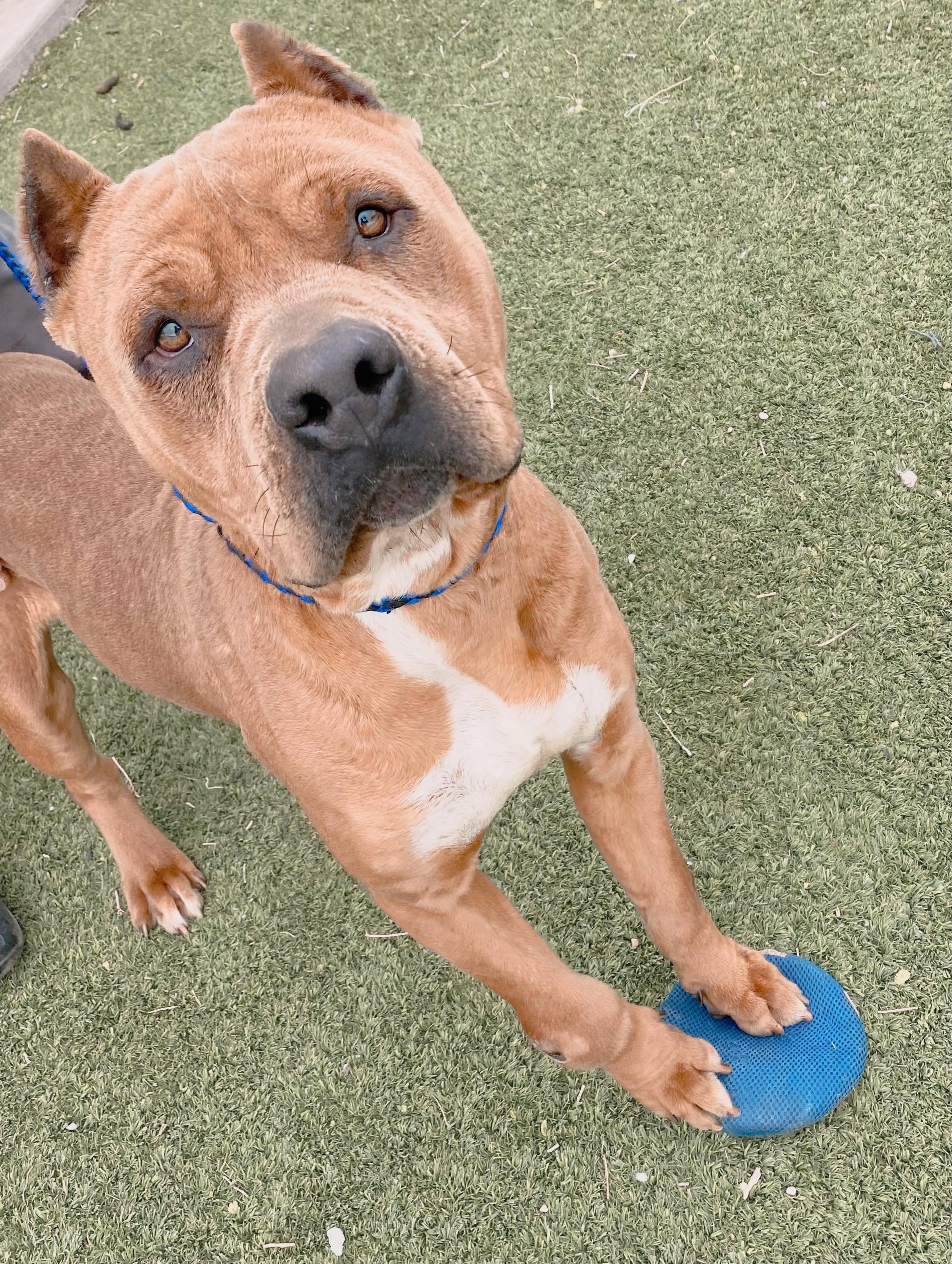 Luca, a Adoptable mixed breed in Roswell, NM image 6/7