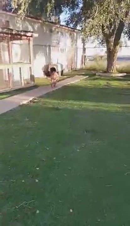 Enlarge Luca, a Adoptable mixed breed in Roswell, NM video 7/7