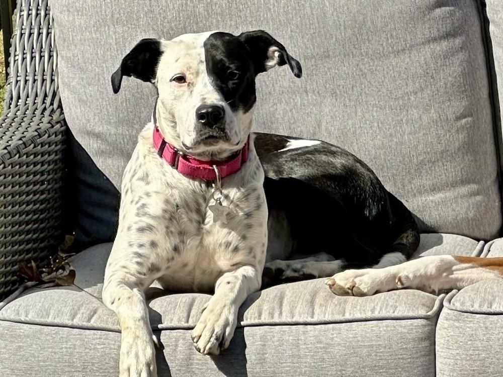 Enlarge Star, a Adoptable mixed breed in Akron, OH image 4/6