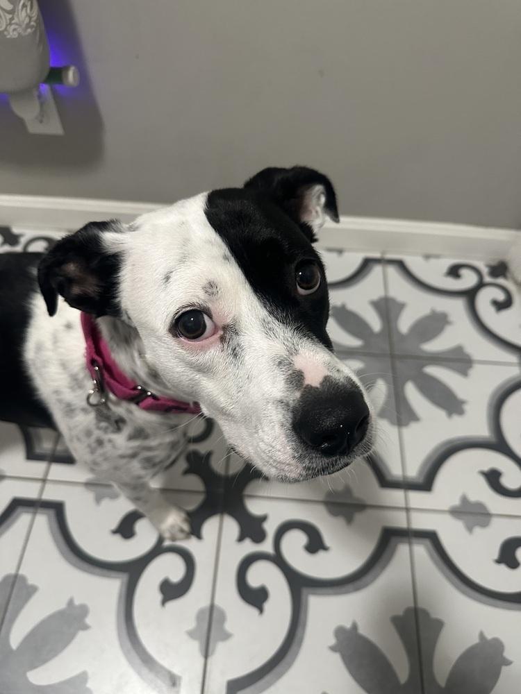 Enlarge Star, a Adoptable mixed breed in Akron, OH image 6/6