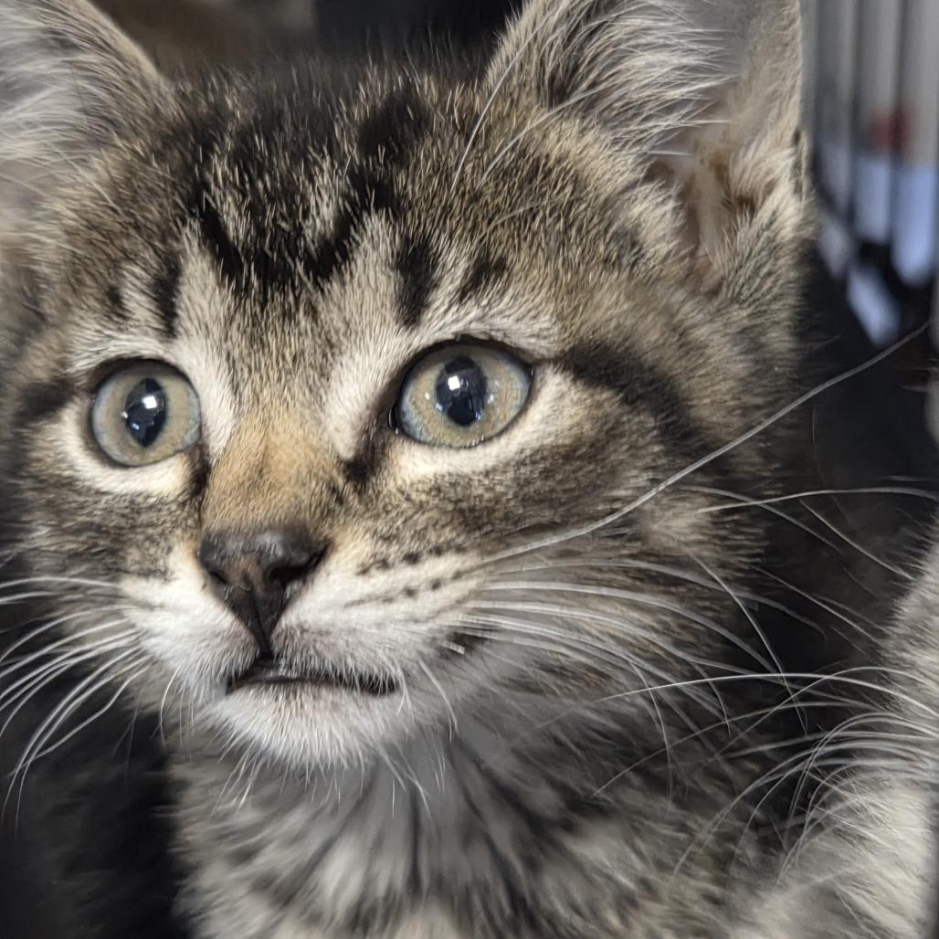 Calypsa, Adoptable, Kitten Female Domestic Short Hair.