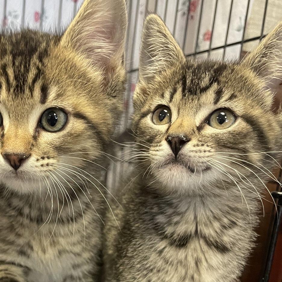 Enlarge Calypsa, a Adoptable Domestic Short Hair in Branson, MO image 2/2