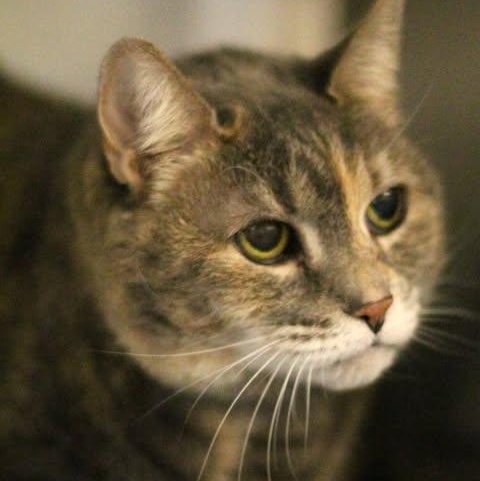 26-00142, ADOPTABLE, Adult Female Domestic Short Hair.