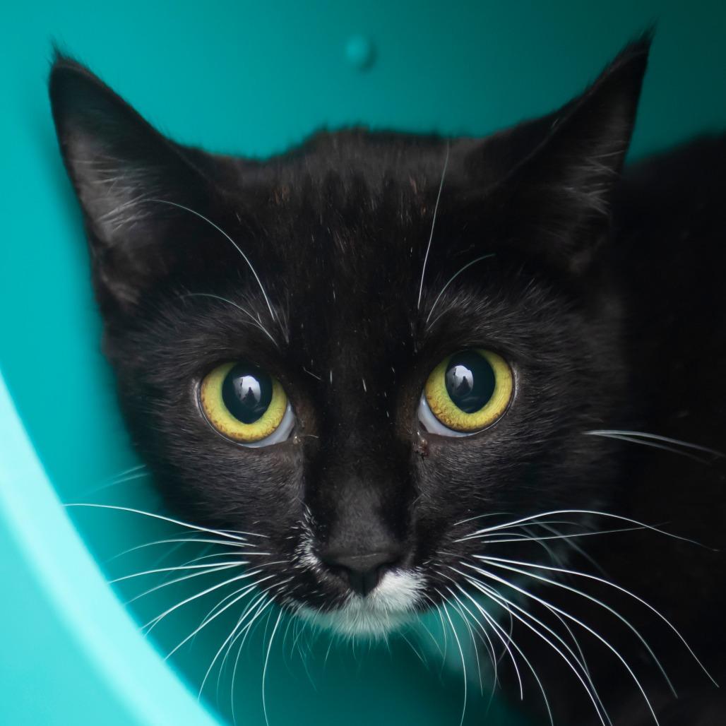 Maggie May, Adoptable, Young Female Domestic Short Hair.