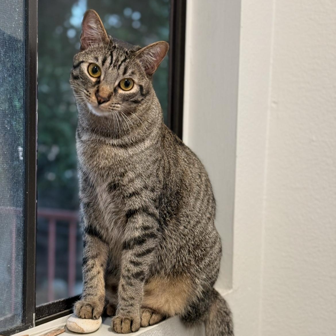 Enlarge Handsome Duarte Boy, a Adoptable Domestic Short Hair in Glendora, CA image 1/1