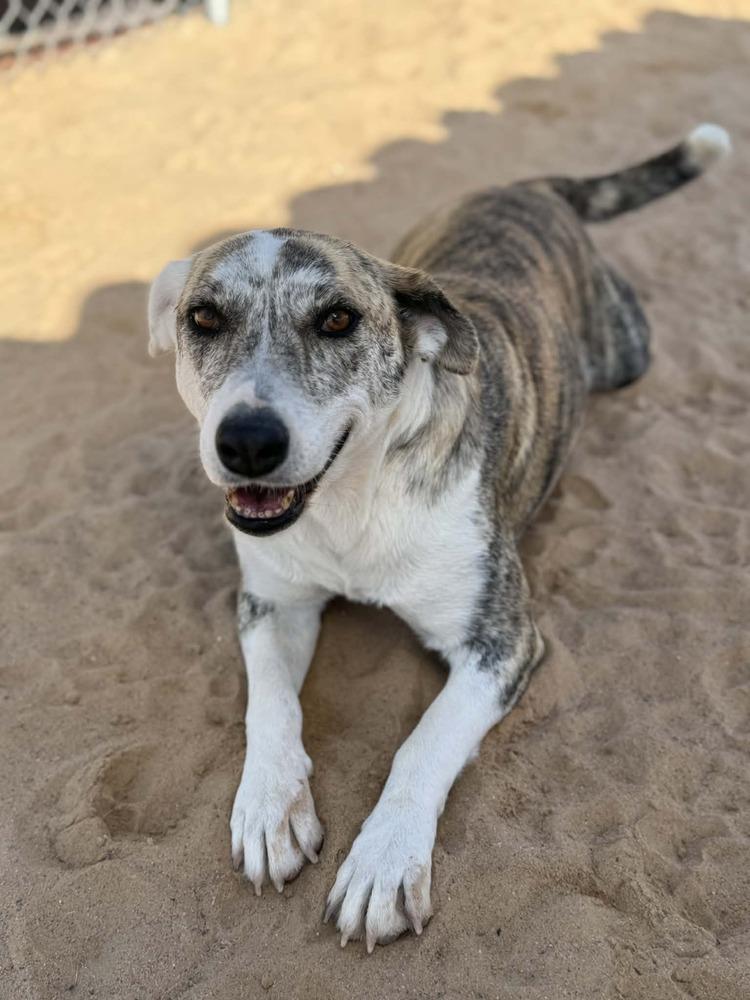 Enlarge Poppy, a Adoptable mixed breed in Puerto Penasco, SON image 1/3