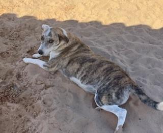 Enlarge Poppy, a Adoptable mixed breed in Puerto Penasco, SON image 2/3