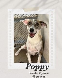 Enlarge Poppy, a Adoptable mixed breed in Puerto Penasco, SON image 3/3