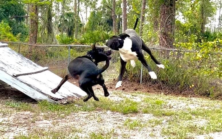Calvin, Adopted, Young Male American Staffordshire Terrier & Boston Terrier.