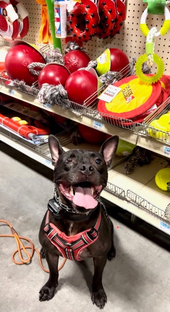 Enlarge Calvin, a Adopted mixed breed in Winter Park, FL image 4/6